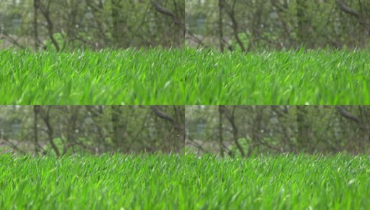 刮风的日子里鲜亮的绿草。慢动作高清在线视频素材下载