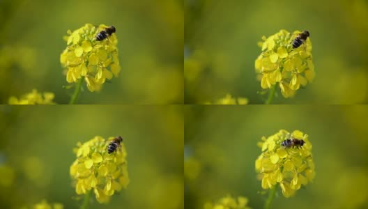 蜜蜂从芥菜花蜜中采集花蜜的慢动作。高清在线视频素材下载