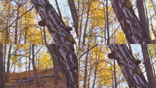 森林里美丽的金色秋天。太阳光照射在透镜的透镜上，发出刺眼的光。公园里的浪漫时光高清在线视频素材下载