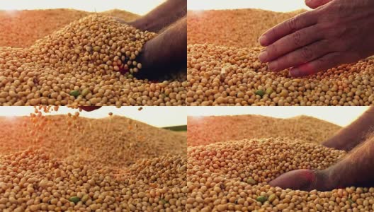 在收获期间，强壮的农民的手会收割大量的大豆。高清在线视频素材下载