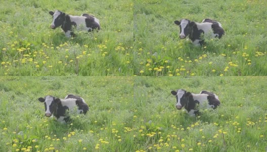 黑白相间的奶牛在田野上吃草，黄色盛开的蒲公英，田园般的夏日景色。高清在线视频素材下载