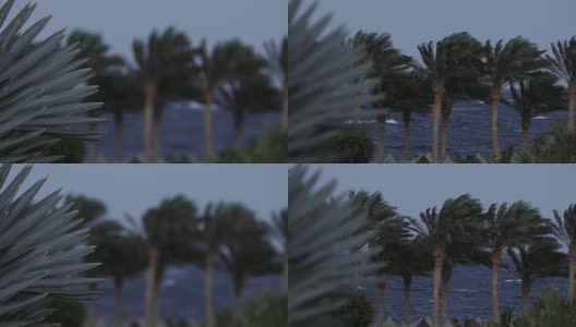沙姆沙伊赫，海滩附近有棕榈树，暴风雨时有强风高清在线视频素材下载
