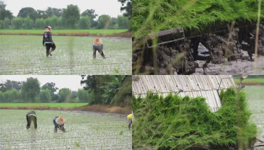 在泰国由工人和机器移植秧苗种植高清在线视频素材下载