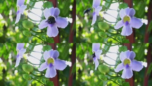 大黑木匠蜂从蓝色孟加拉喇叭藤花中采集甜美的花蜜高清在线视频素材下载