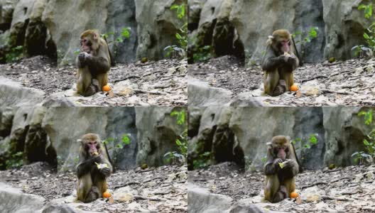 野生猕猴的日常生活是吃食物高清在线视频素材下载