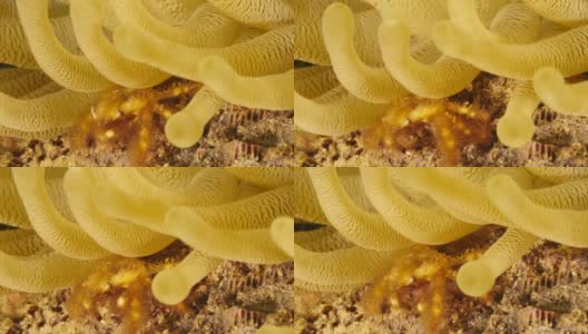 作为在库拉索岛附近的加勒比海珊瑚礁的一部分的依附蟹的特写高清在线视频素材下载