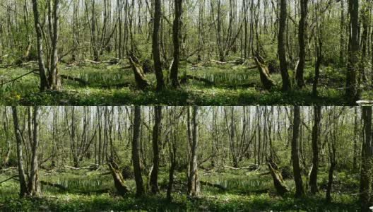 春天有桤木的森林高清在线视频素材下载