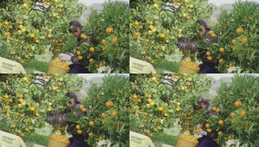 一个小企业主在他的柑橘农场采摘橙子高清在线视频素材下载