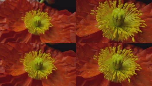 多莉微距拍摄美丽盛开的罂粟花特写。高清在线视频素材下载