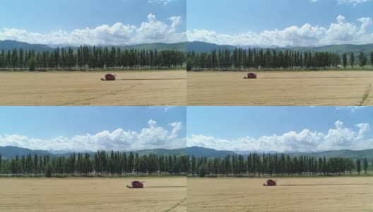 图为中国新疆，一个阳光明媚的日子里，一台收割机在田里收割高清在线视频素材下载