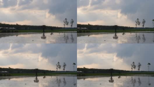 雨中稻田里的鸟高清在线视频素材下载