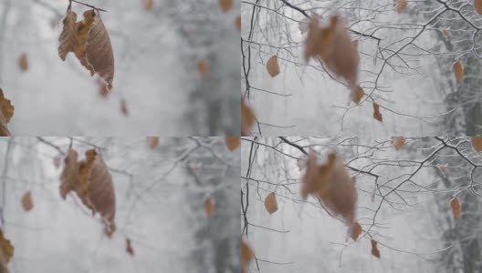 拉聚焦拍摄的雪覆盖的树枝和树叶在林地高清在线视频素材下载