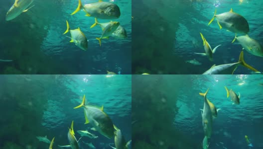 一群长着黄色鳍的银色大鱼在蓝色的水里游来游去，近距离观察水下世界高清在线视频素材下载