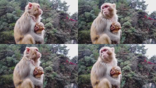 许多猕猴生活在中国的张家界高清在线视频素材下载