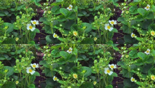 盛开的草莓。随风摇曳的花。夏天花园草莓的白色花和花蕾高清在线视频素材下载