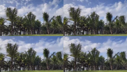 海南三亚热带绿色景观的延时摄影高清在线视频素材下载