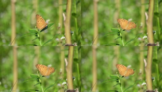 特写这只橘黑色的蝴蝶，在农场的绿草上飞翔。高清在线视频素材下载
