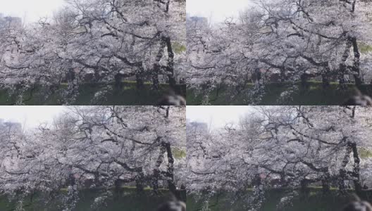 东京千鸟渊公园的樱花高清在线视频素材下载