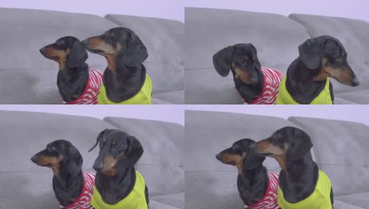 两只可爱的腊肠狗穿着色彩鲜艳的t恤坐在沙发上四处张望。小狗想吃东西或想玩高清在线视频素材下载