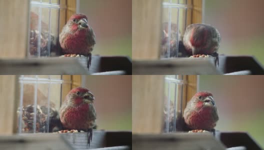坐在喂鸟器上吃种子的家雀高清在线视频素材下载