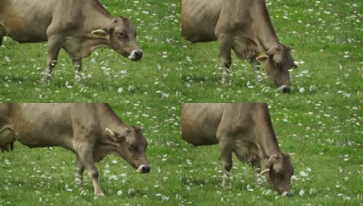 牛吃草-超级慢的动作高清在线视频素材下载