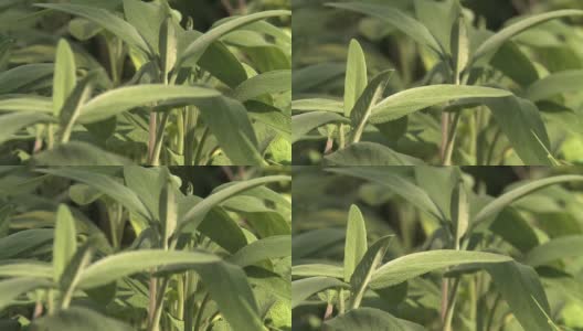 草本植物高清在线视频素材下载