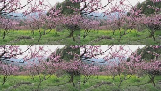 粉色花朵的树高清在线视频素材下载