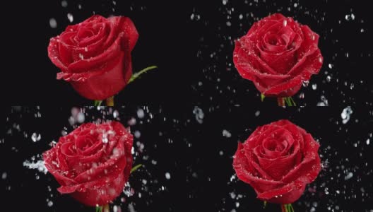 雨中浇灌的红玫瑰花，慢动作1000fps，黑色背景高清在线视频素材下载