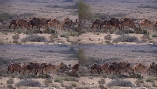 以色列的沙漠里有一群骆驼高清在线视频素材下载