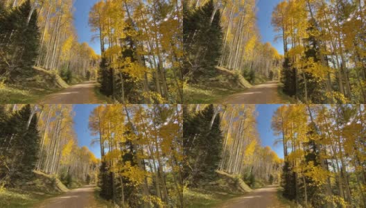 秋天的白杨树落叶纷飞高清在线视频素材下载