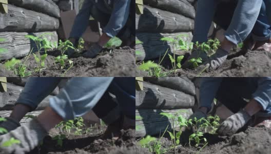 熟练的农民把小绿芽种进地里高清在线视频素材下载