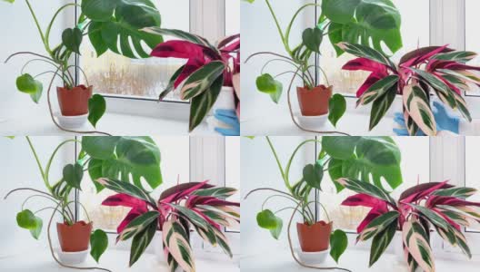 手把盆栽植物放在房间的窗台上。冬季室内植物护理和家庭园艺。高清在线视频素材下载