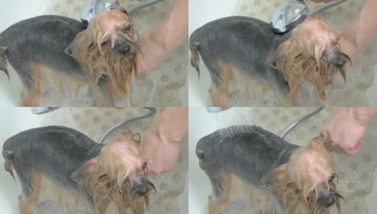 女性用手给狗洗澡。高清在线视频素材下载