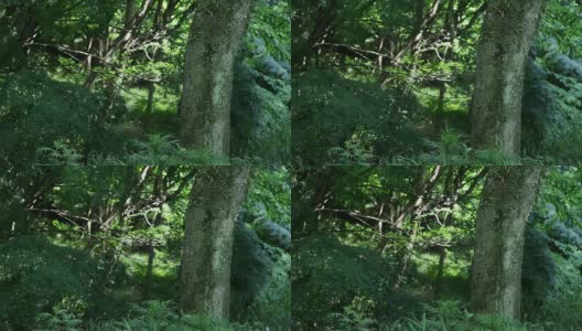 日本的夏季森林高清在线视频素材下载