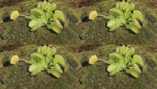 蚂蚁在Dionaea muscipula高清在线视频素材下载