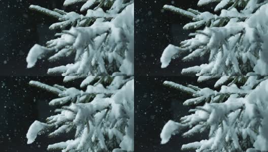 SLO MO云杉在晚上覆盖着雪高清在线视频素材下载