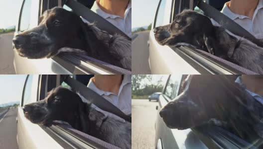 有趣的狗在车里高清在线视频素材下载