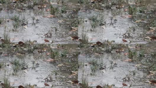 在雨季，雨落在地板上高清在线视频素材下载