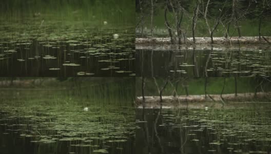 漂浮在林地溪的细芦苇高清在线视频素材下载