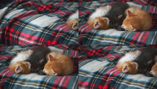 红色和黑色的小猫躺在床上高清在线视频素材下载