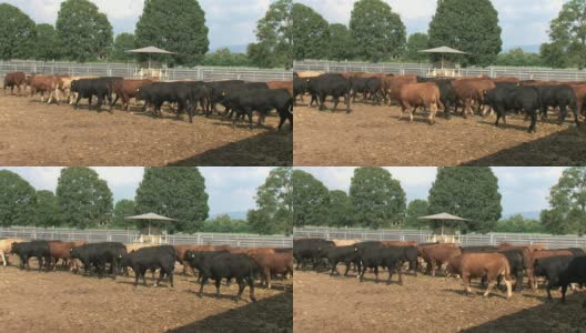 围场里有黑色和棕色的公牛高清在线视频素材下载