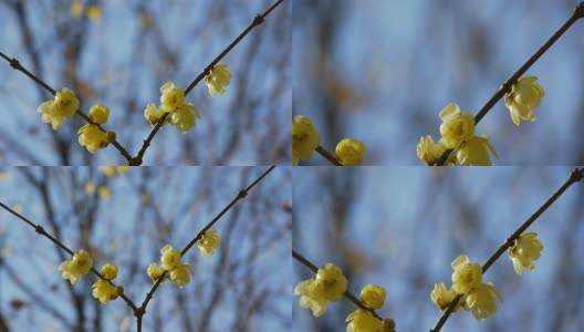 名花:chimonanthus praecox forma concolor高清在线视频素材下载