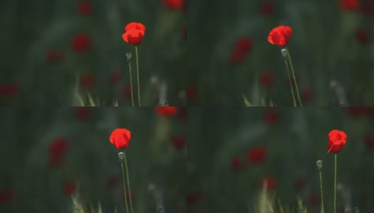 红色罂粟在春风中摇摆的高清视频高清在线视频素材下载