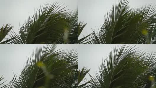 在泰国的雨季椰子叶在风中高清在线视频素材下载
