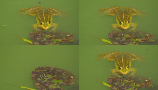 一只绿色的青蛙坐在池塘里，看着镜头跑开了。高清在线视频素材下载