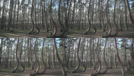 弯曲的树木在弯曲的森林“Krzywy Las”在波兰Gryfino高清在线视频素材下载