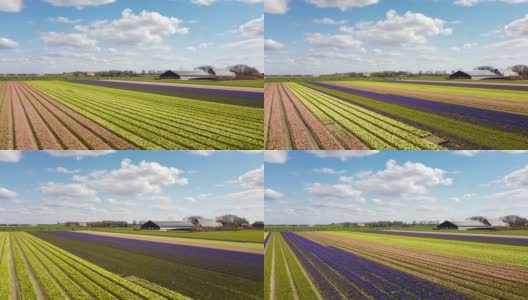在荷兰弗莱福兰的Noordoostpolder上，风信子花盛开在春天的农田里。无人机视角。高清在线视频素材下载