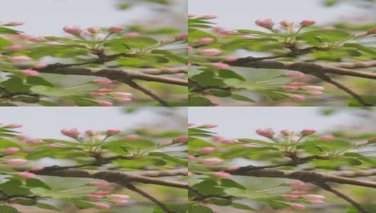春风中樱花的特写高清在线视频素材下载