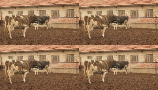 农场的牛高清在线视频素材下载