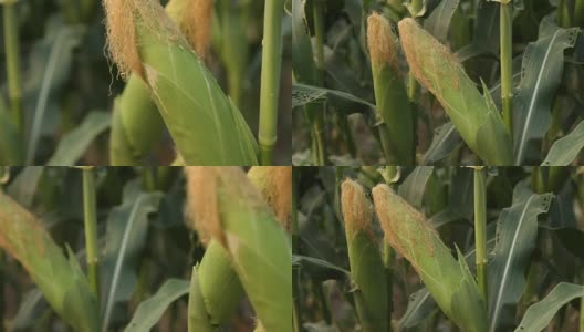 玉米在树高清在线视频素材下载